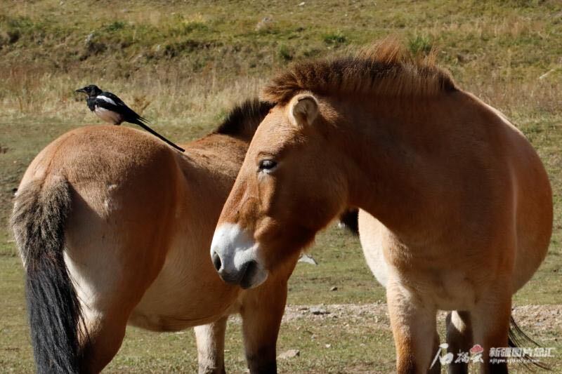 从新疆"搬家"到内蒙古大青山国家级自然保护区的普氏野马,顺利在野外"