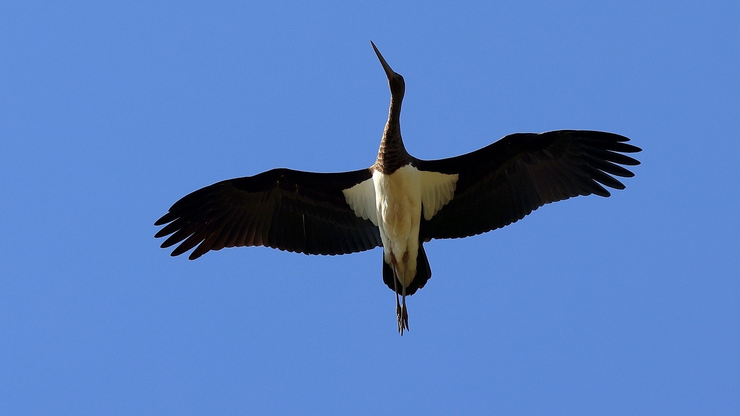 海南:时隔20多年后再次记录到国家一级保护动物黑鹳 | 极目新闻