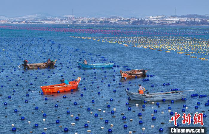 山东荣成海洋牧场春耕忙