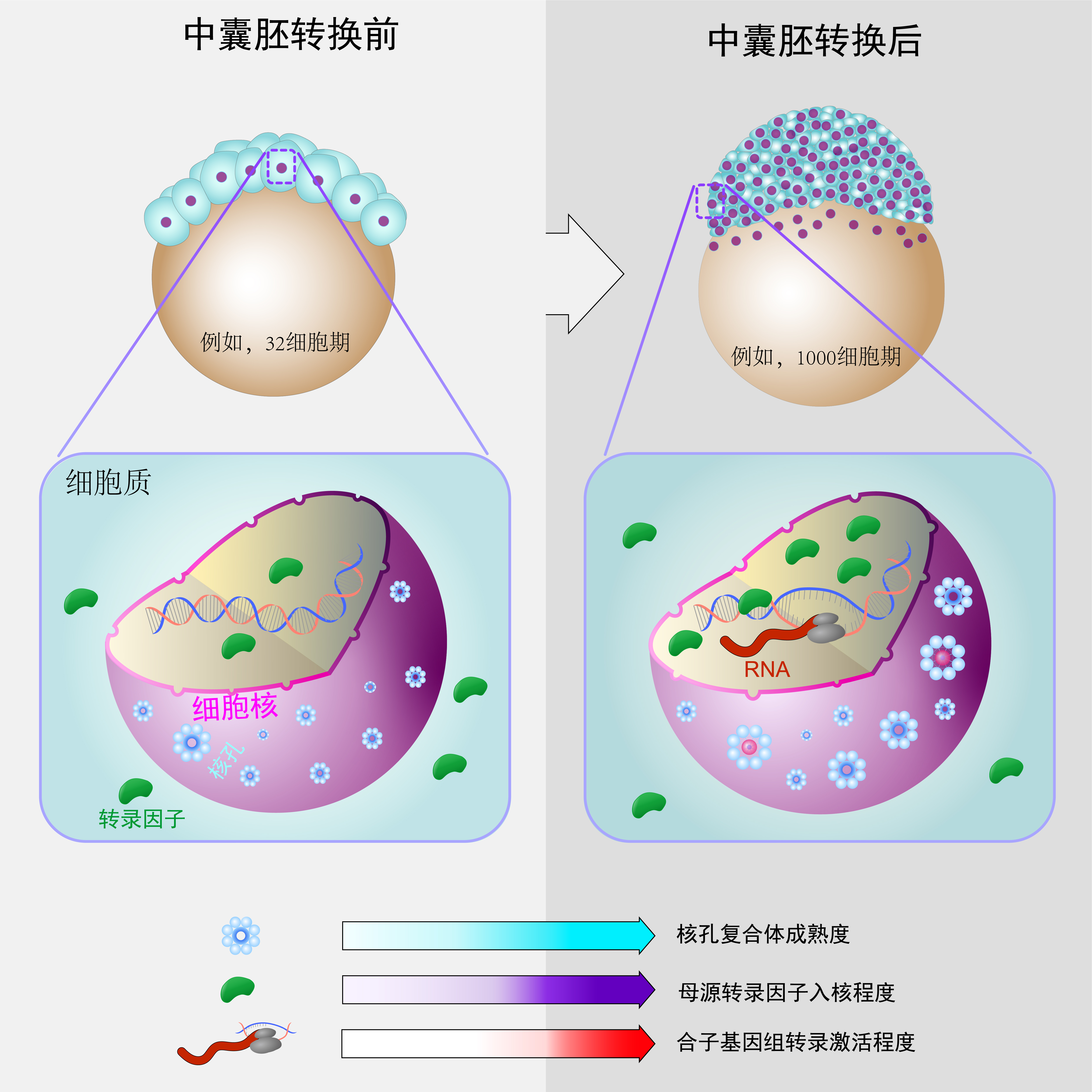 合体实验解剖图图片