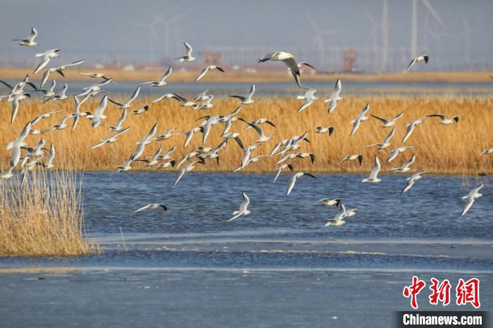 河北南大港湿地:冰雪消融群鸟归 | 极目新闻
