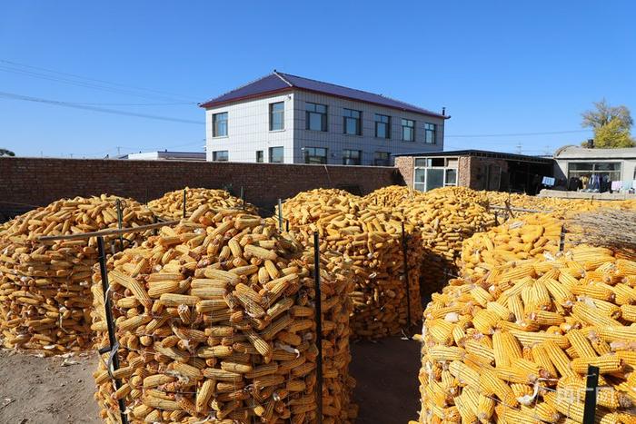 乡村振兴看内蒙古|科学储粮守住"天下粮仓"