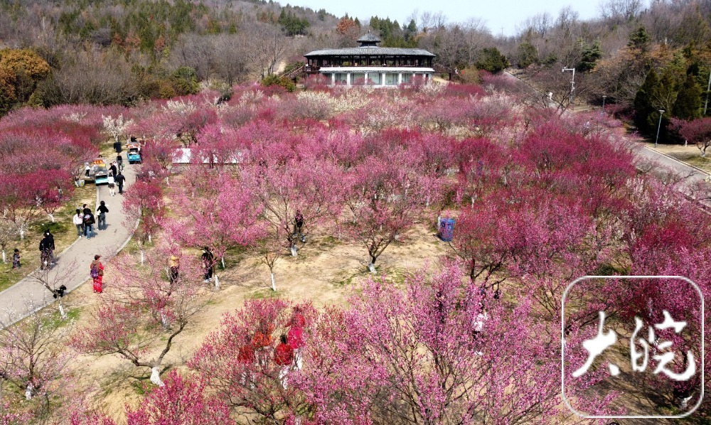 组图丨春景醉人 淮南舜耕山梅园进入盛花期 | 极目新闻
