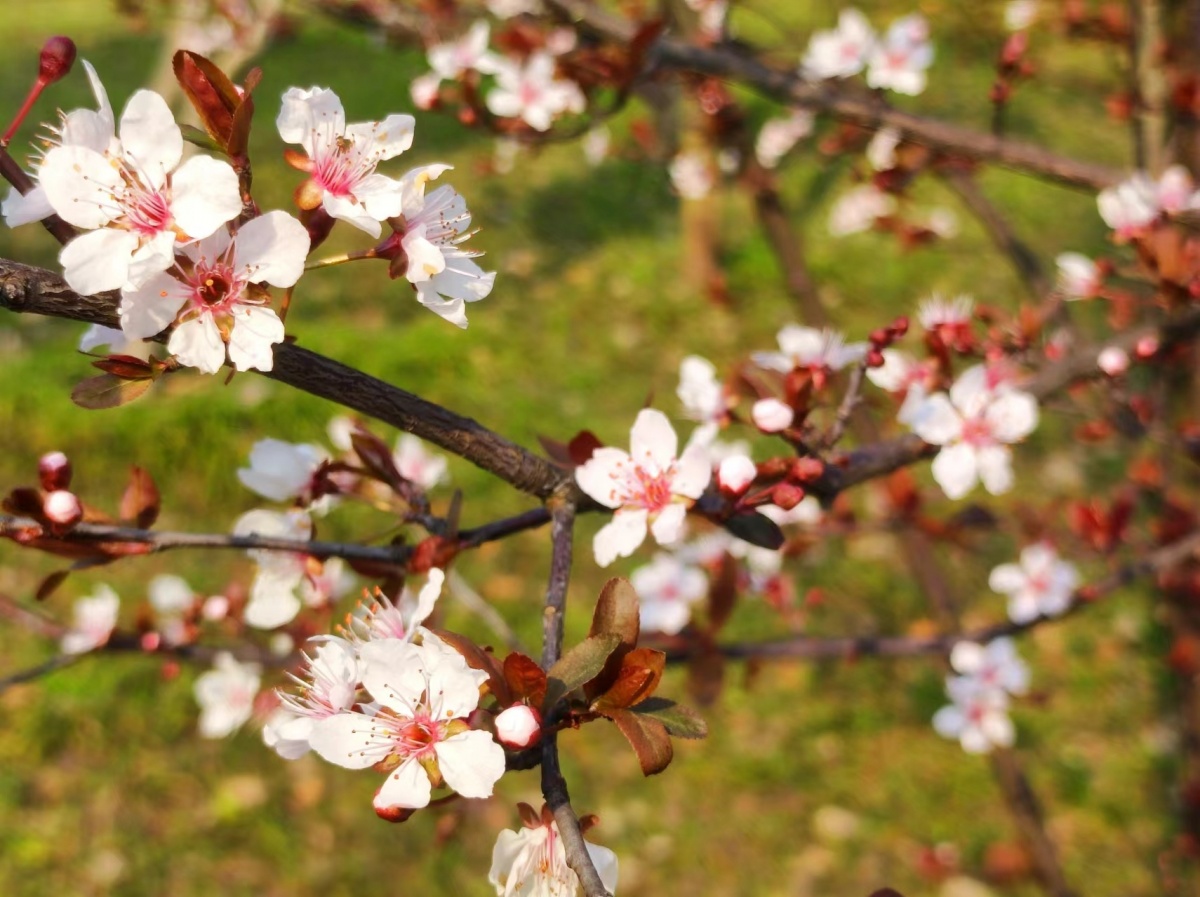 紫叶李,别名红叶李,以叶色闻名,嫩叶鲜红,老叶紫红,树冠丰满,花朵繁密