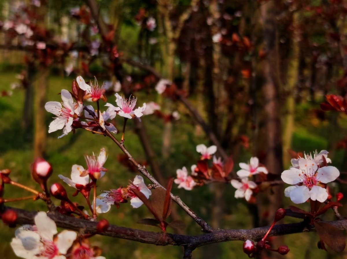 紫叶李,别名红叶李,以叶色闻名,嫩叶鲜红,老叶紫红,树冠丰满,花朵繁密
