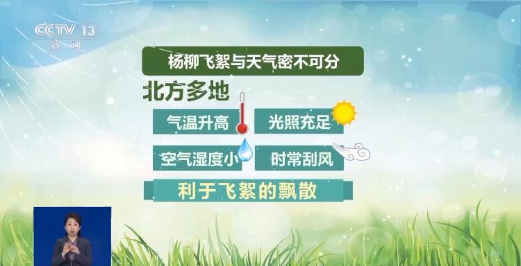 飞絮从哪来？为何此时多？做到这四点远离恼人飞絮 | 极目新闻