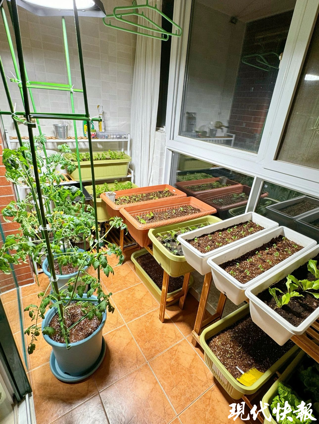 阳台变身"开心农场",这个春天你种菜了吗?