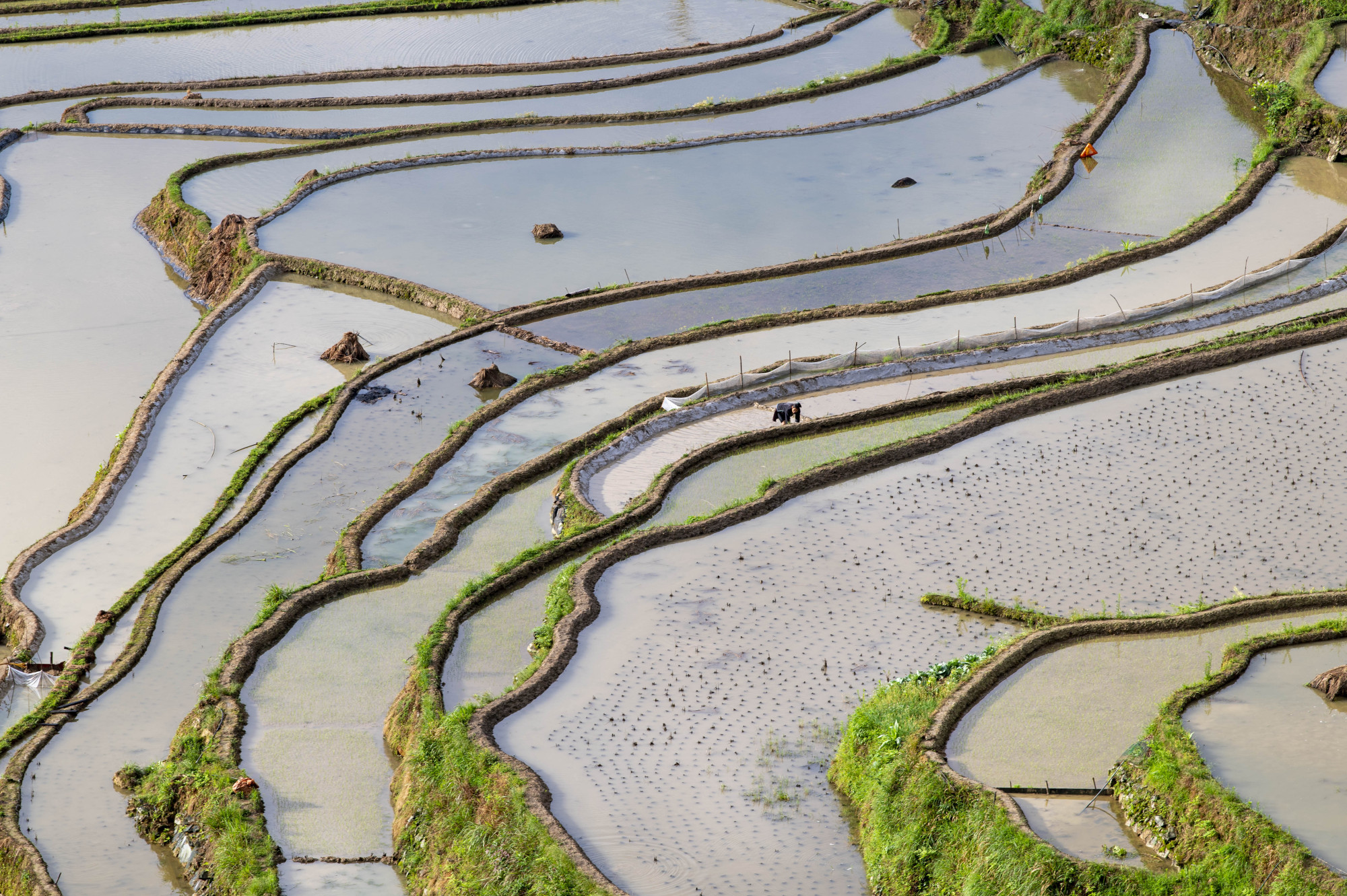 贵州从江:梯田"春耕图"引客来