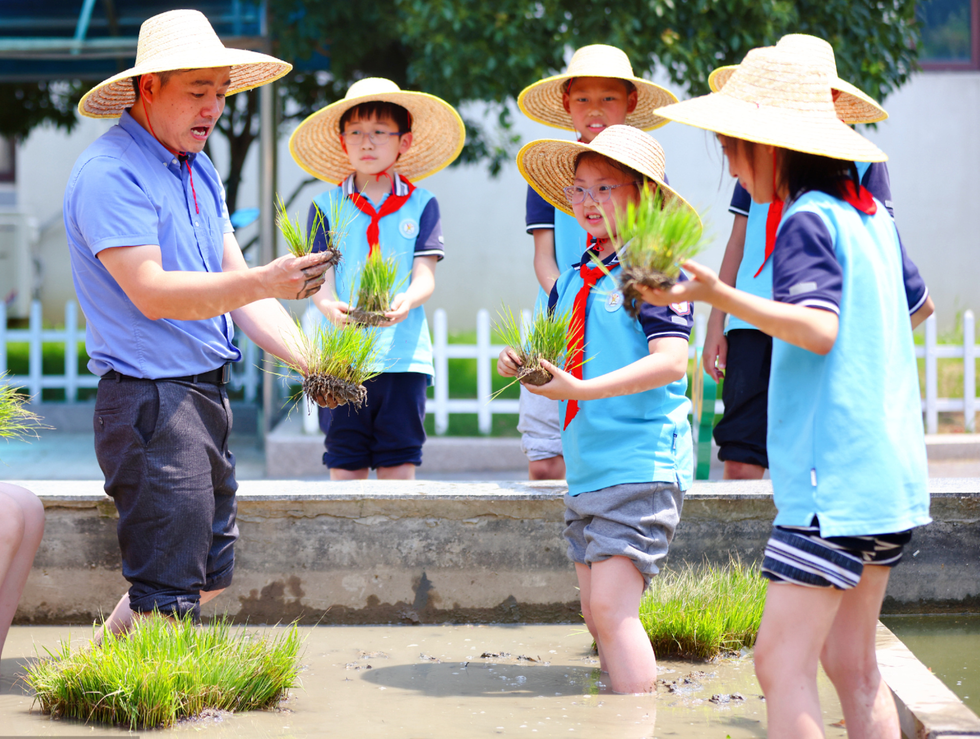 江苏南京,小学生学习插秧上好劳动这门必修课,需要学校和家长共同努力