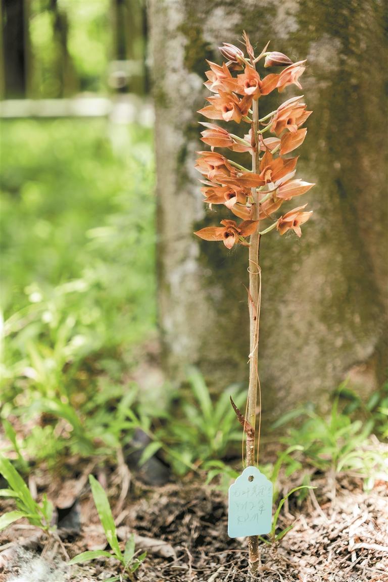 美冠兰是珍稀植物图片