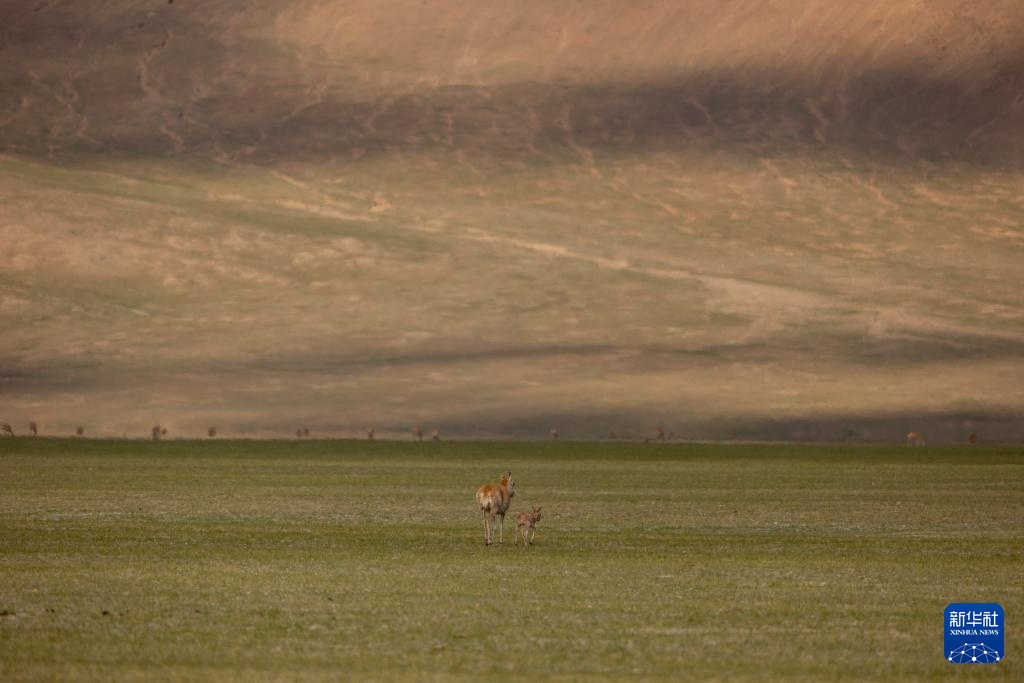 羌塘草原孕育"新希望"