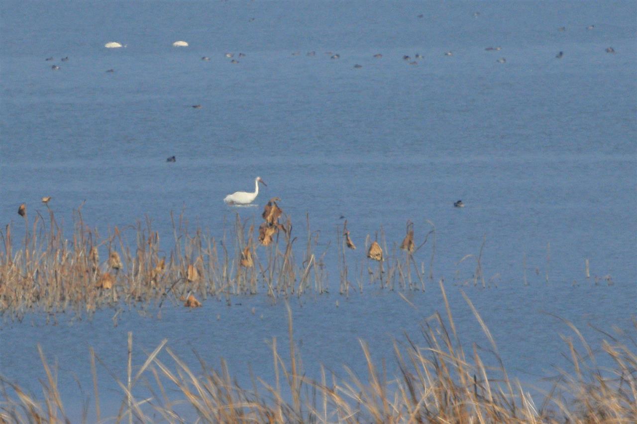 4沉湖湿地，白鹤自由自在.jpg