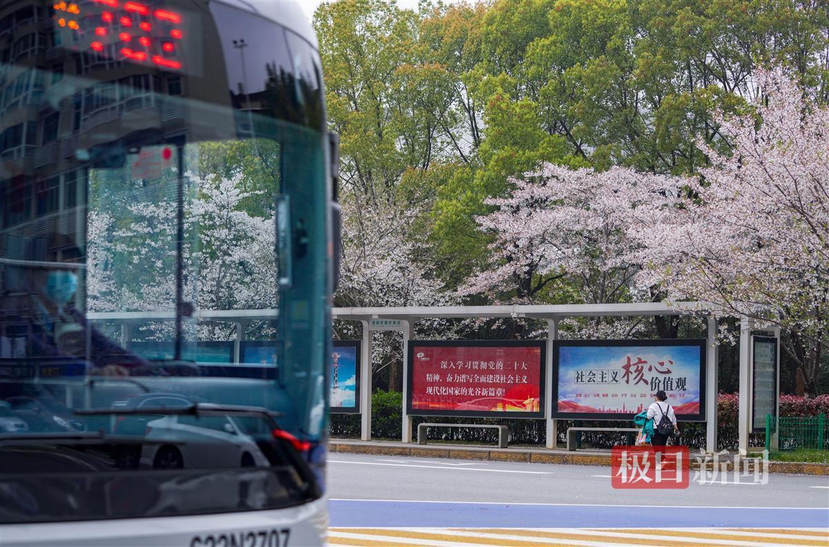 樱花缤纷烂漫,武汉这两座公交站成最美车站 | 极目新闻