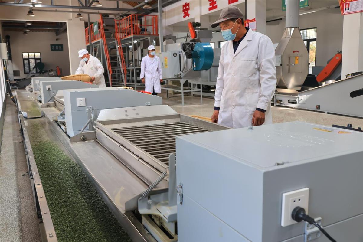 图为神雾岭茶场忙碌的生产线。 邹景根摄.png 图为神雾岭茶场忙碌的生产线。 邹景根摄.png