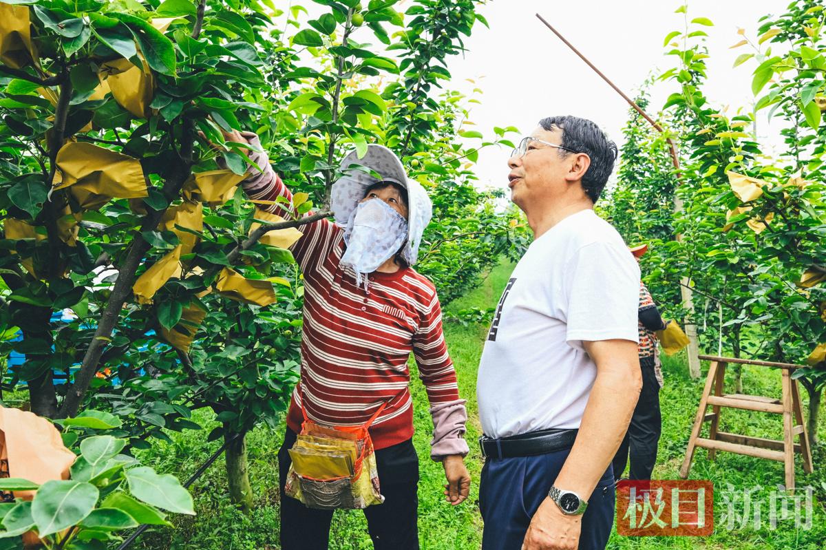 周家文指导工人进行二次套袋 (3).jpg