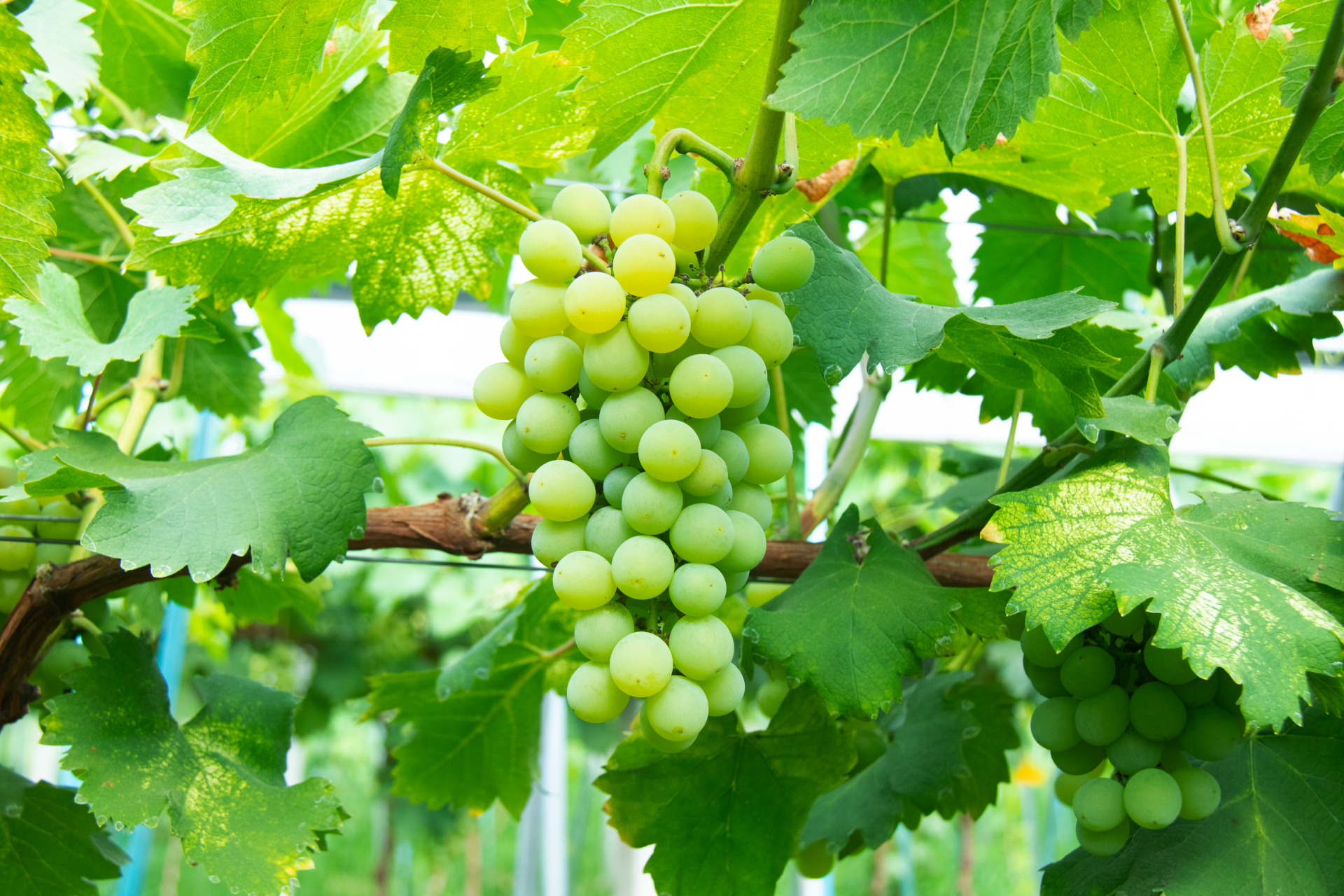 飞地,让大圩葡萄"飞"得更远 | 极目新闻