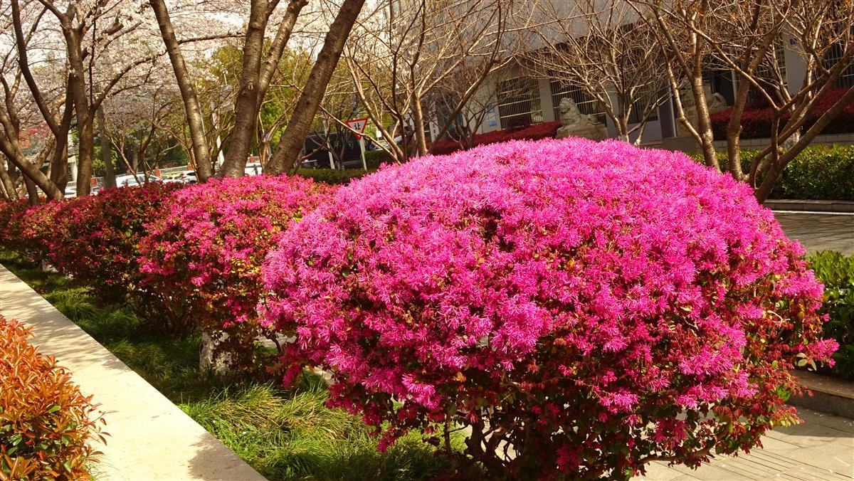 东四路上的红继木球 (2).png