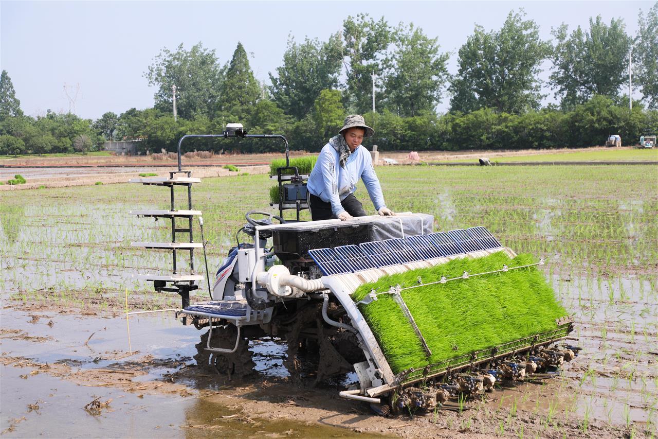 工作人员站在插秧机上查看插秧情况。.JPG