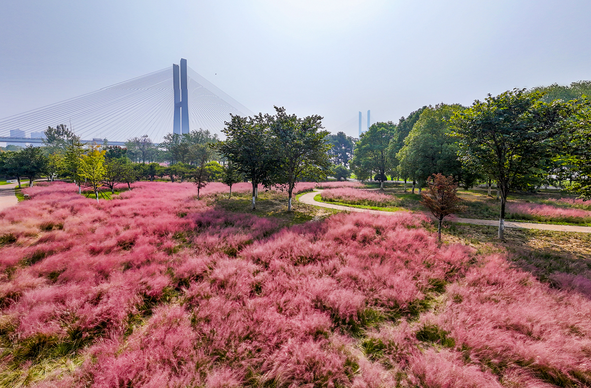 临江仙体育公园粉黛乱子草花海.jpg