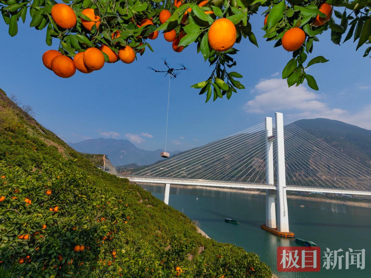 2026年3月4日，在湖北省宜昌市秭归县郭家坝镇邓家坡村，无人机正在吊运鲜橙1。彭强摄.jpg