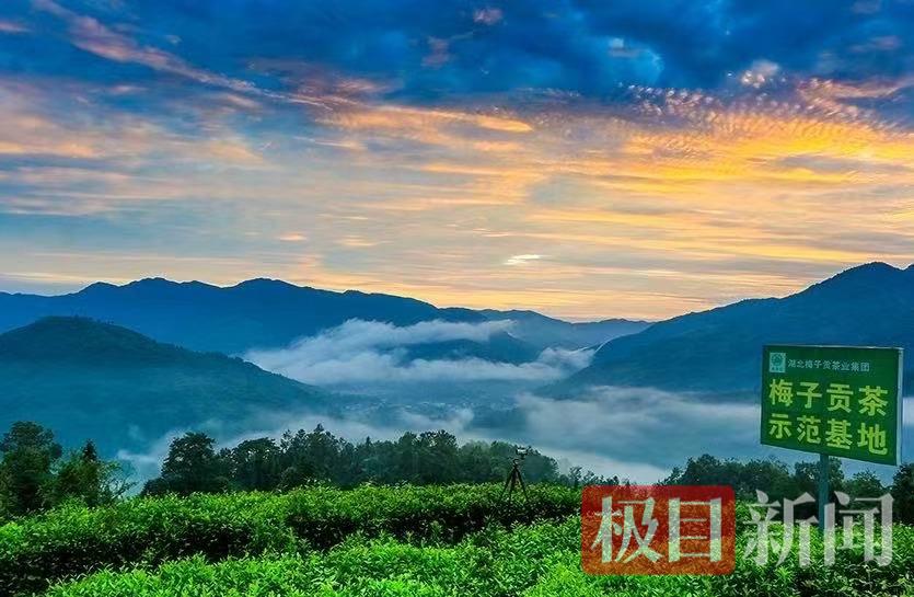 茶叶1.jpg