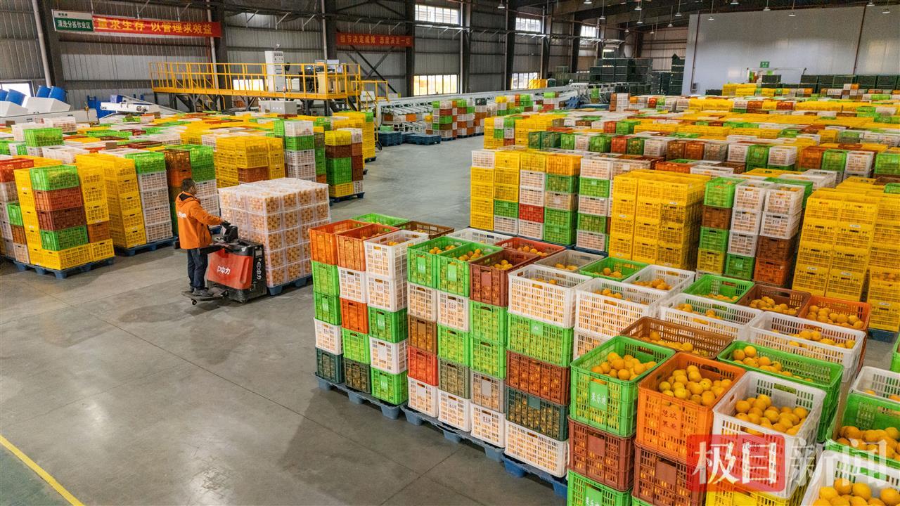 2025年11月24日，宜昌市果乐迪食品有限公司鲜果加工车间内，工人们正在分拣转运鲜橙。（彭强摄）.jpg