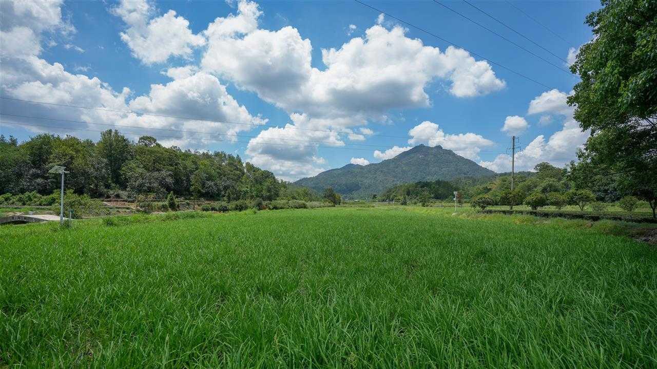 国企联村结硕果：从“荒抛之地”到“希望之野”的振兴之路