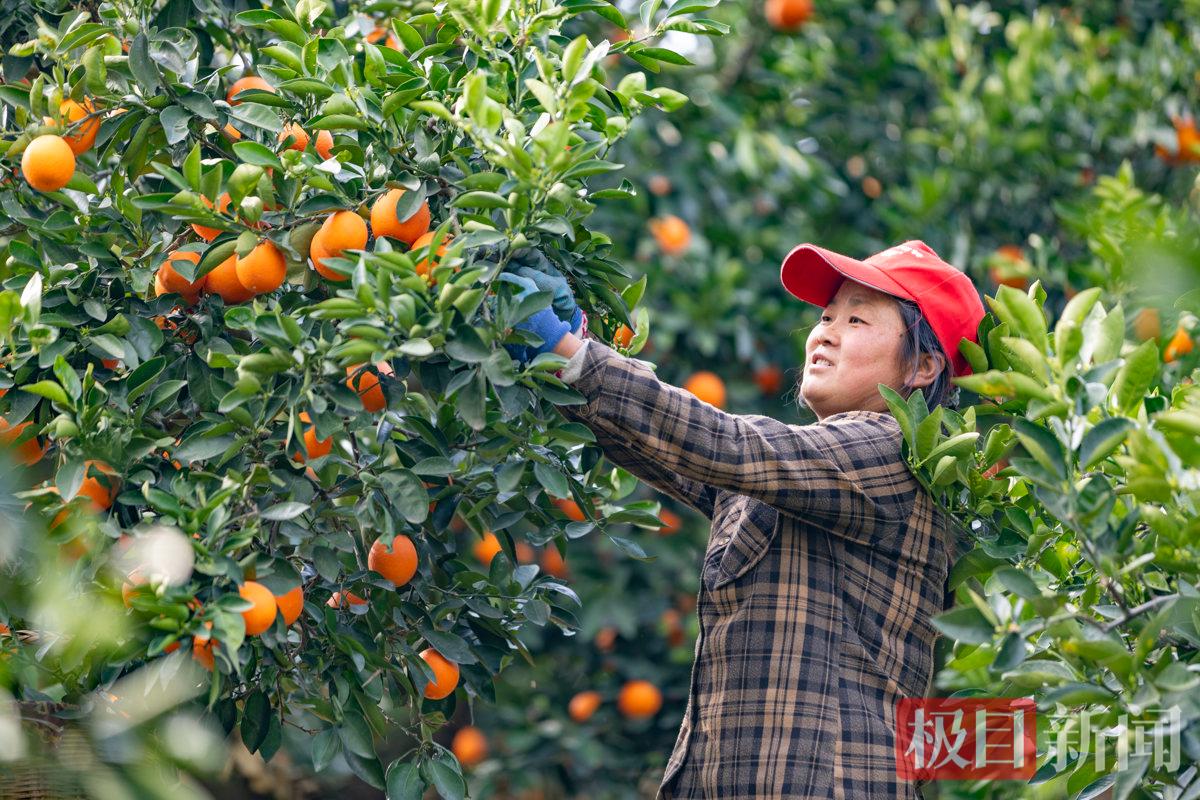 2026年3月4日，在湖北省宜昌市秭归县郭家坝镇邓家坡村，果农们正在加紧采摘红肉脐橙2。彭强摄.jpg
