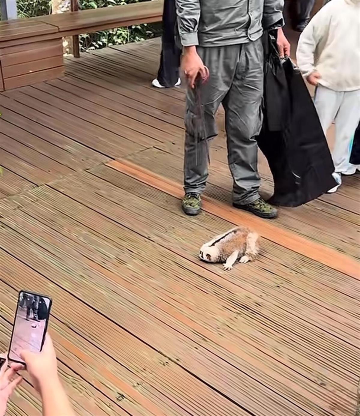 懒猴坠落事件,游客拍照摇树引发意外,景区回应状况正常并展开处理