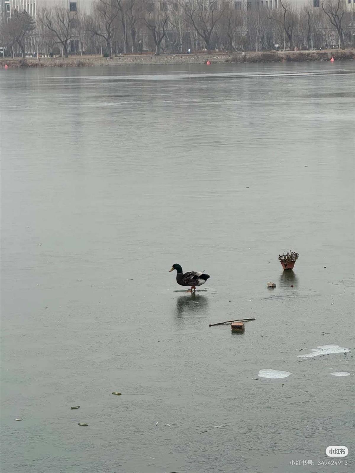 天津公园野鸭被冻冰面，景区回应及救援情况揭秘