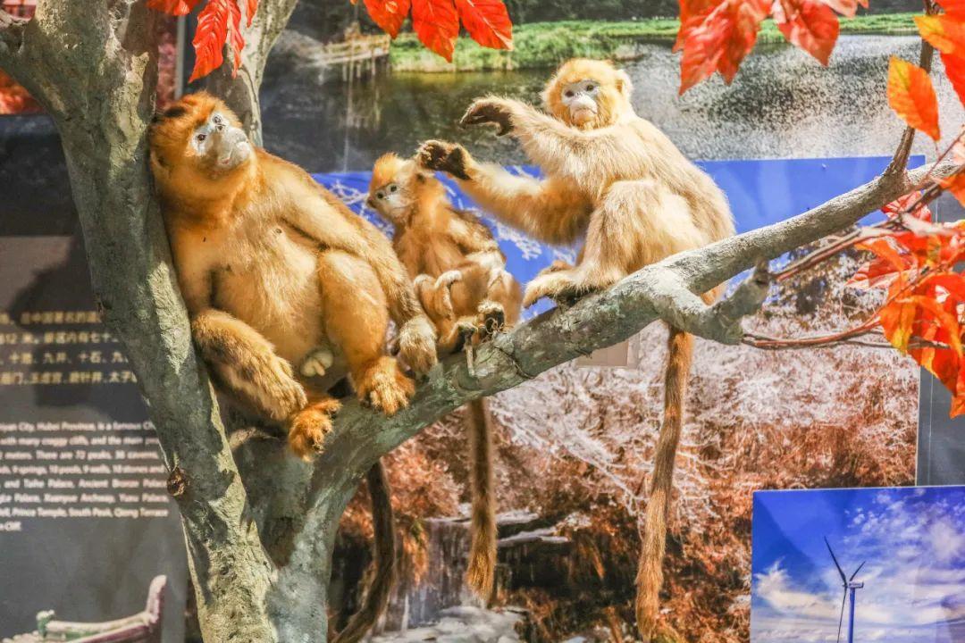 长江文明馆展示的川金丝猴标本.jpg