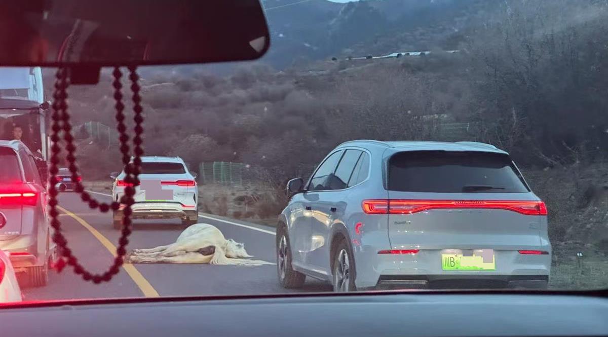 白马被撞倒地 来自受访者社交账号.jpg