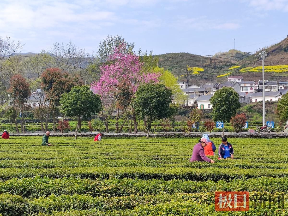 采茶1.png 采茶1.png