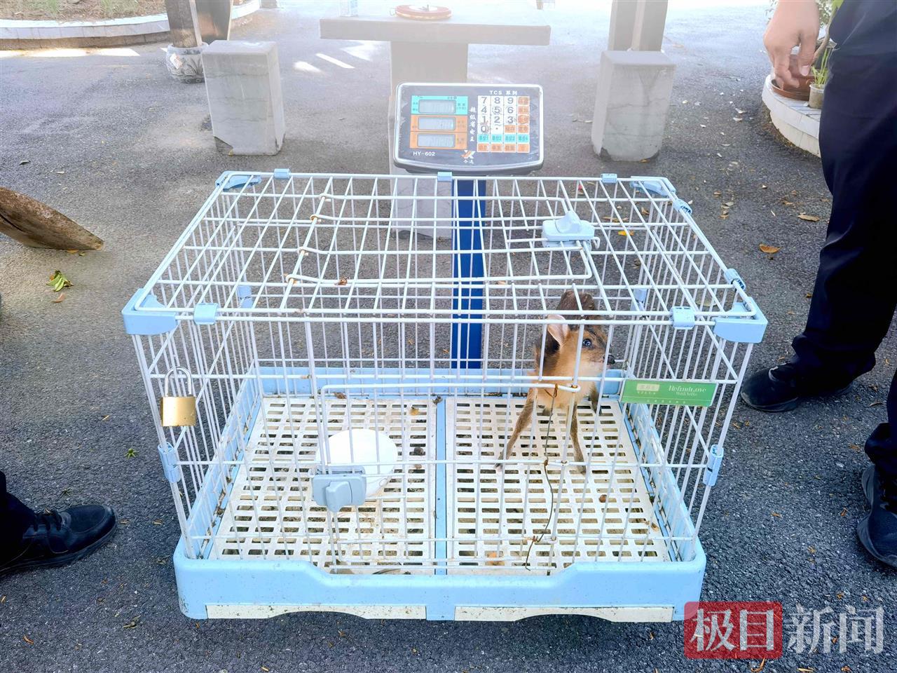 图3：民警将小麂带回派出所喂养.jpg