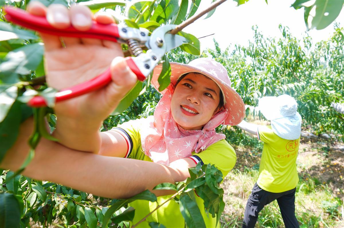 曹桂园聚焦桃产业，不懈追求生态农业梦想.jpg
