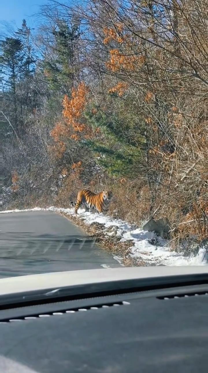吉林延边男子自驾遭遇拦路虎，野生动物保护区内的意外邂逅