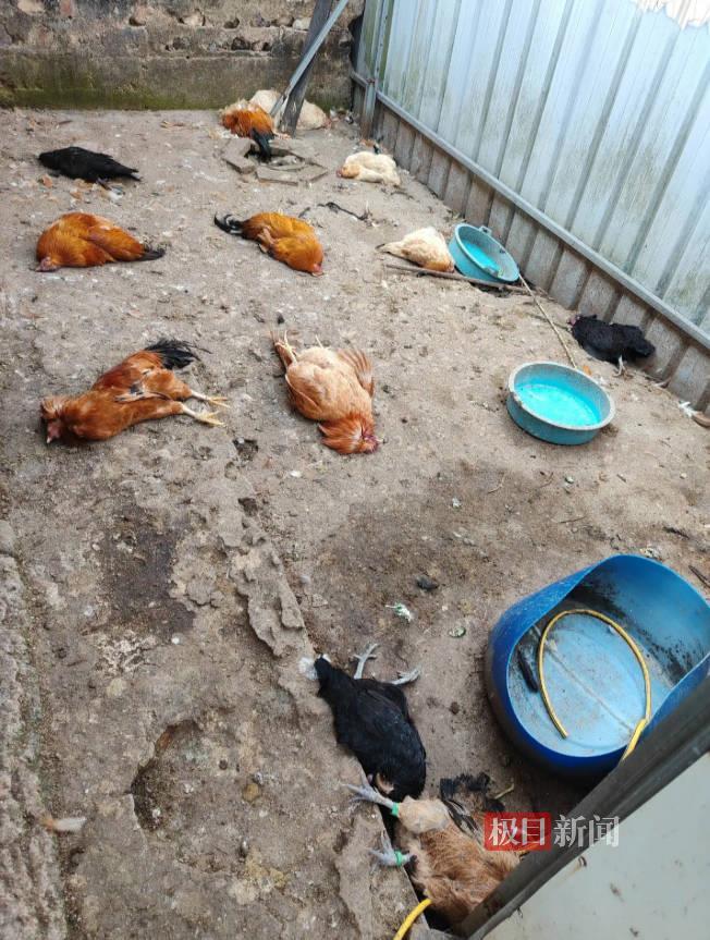 梅州村民家十几只鸡鸭夜里全被咬死，称当地豹猫频繁出没，林业局工作人员回应 | 极目新闻