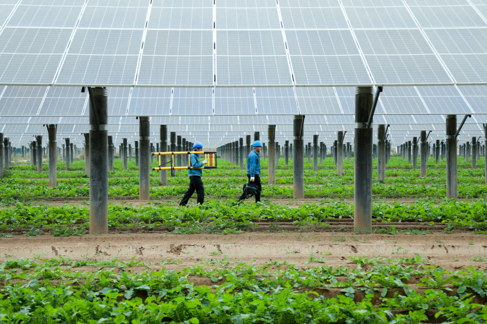 山东:"农光互补"一地两用实现"借光生金" | 极目新闻