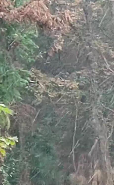 素山寺大雪纷飞  彭先生提供.png