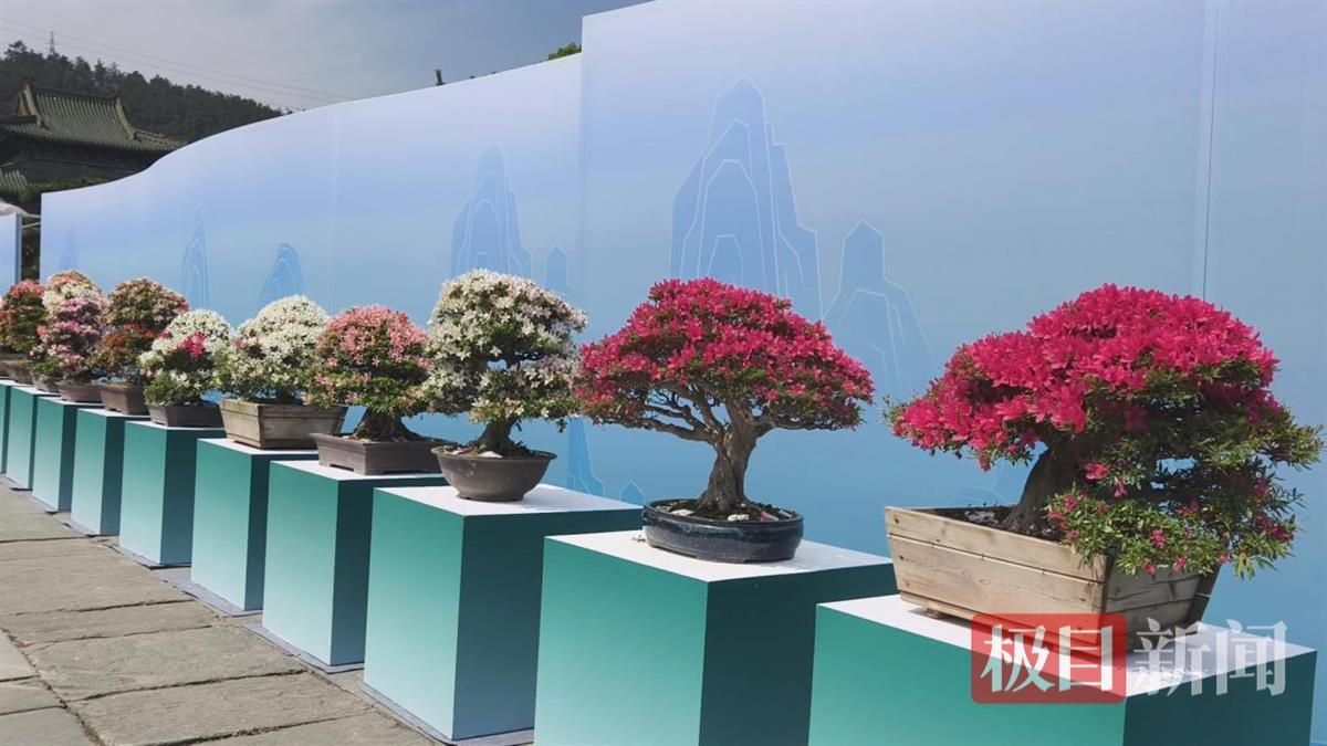 盆景2.png
