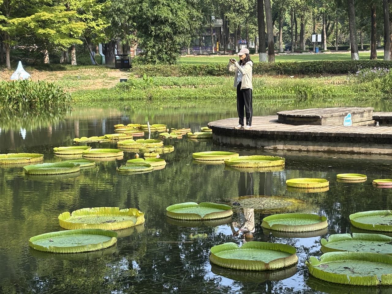 武汉植物园王莲霸气阵型，吸引游客驻足.jpg