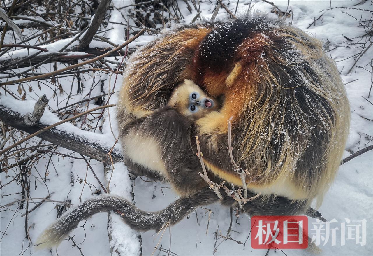 金丝猴 (1).jpg