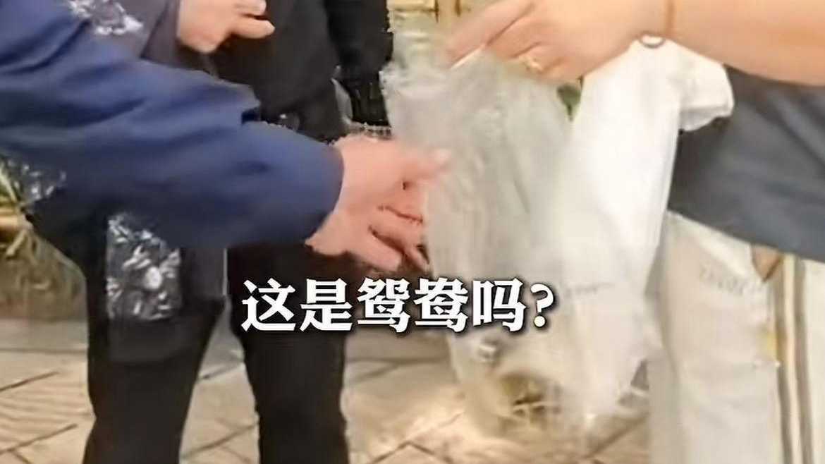 游客在杭州一公园游玩时抓走一只小鸳鸯准备带走，幸被爱心人士发现拦截并报警