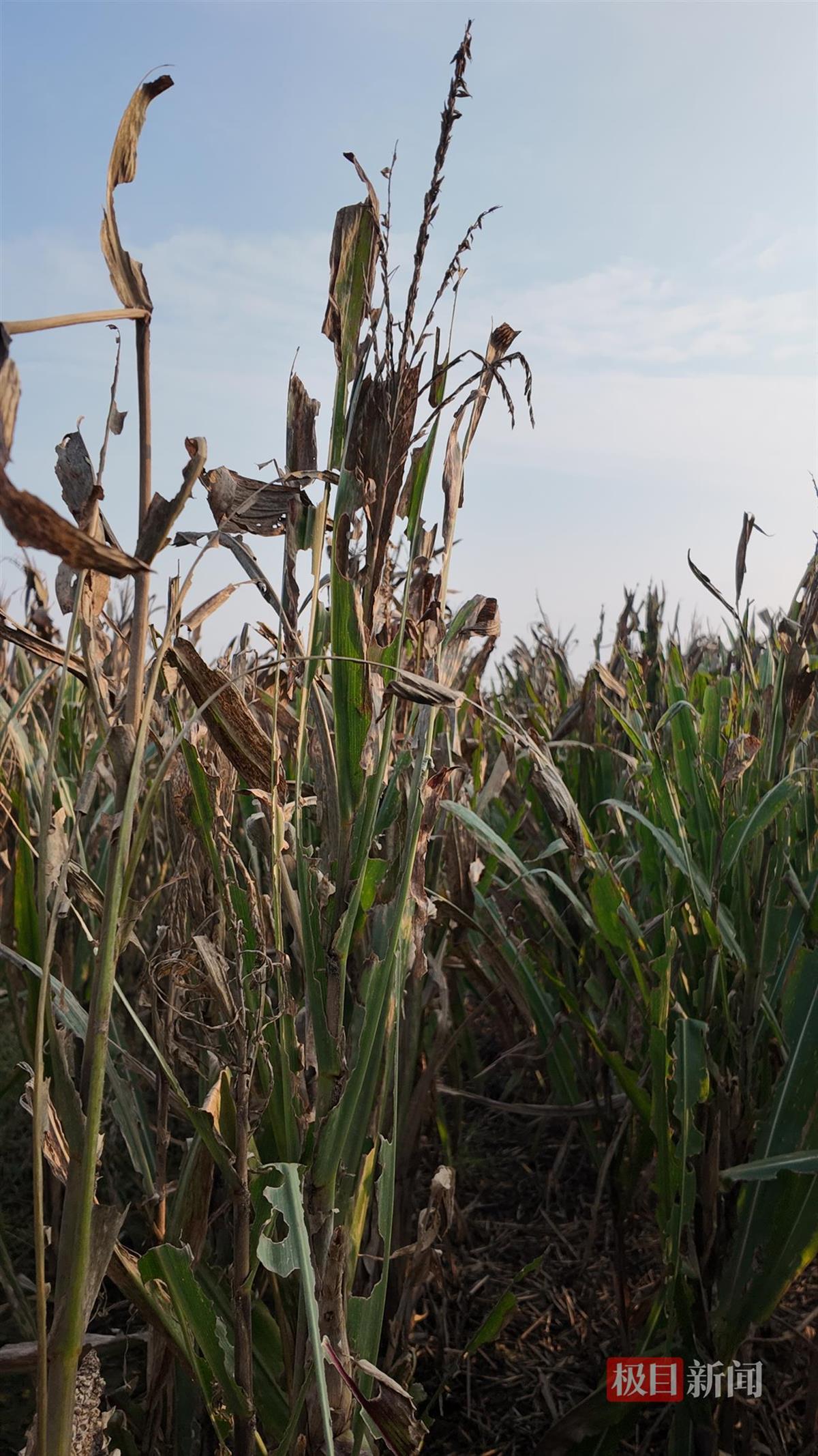 放弃不收的玉米.jpg