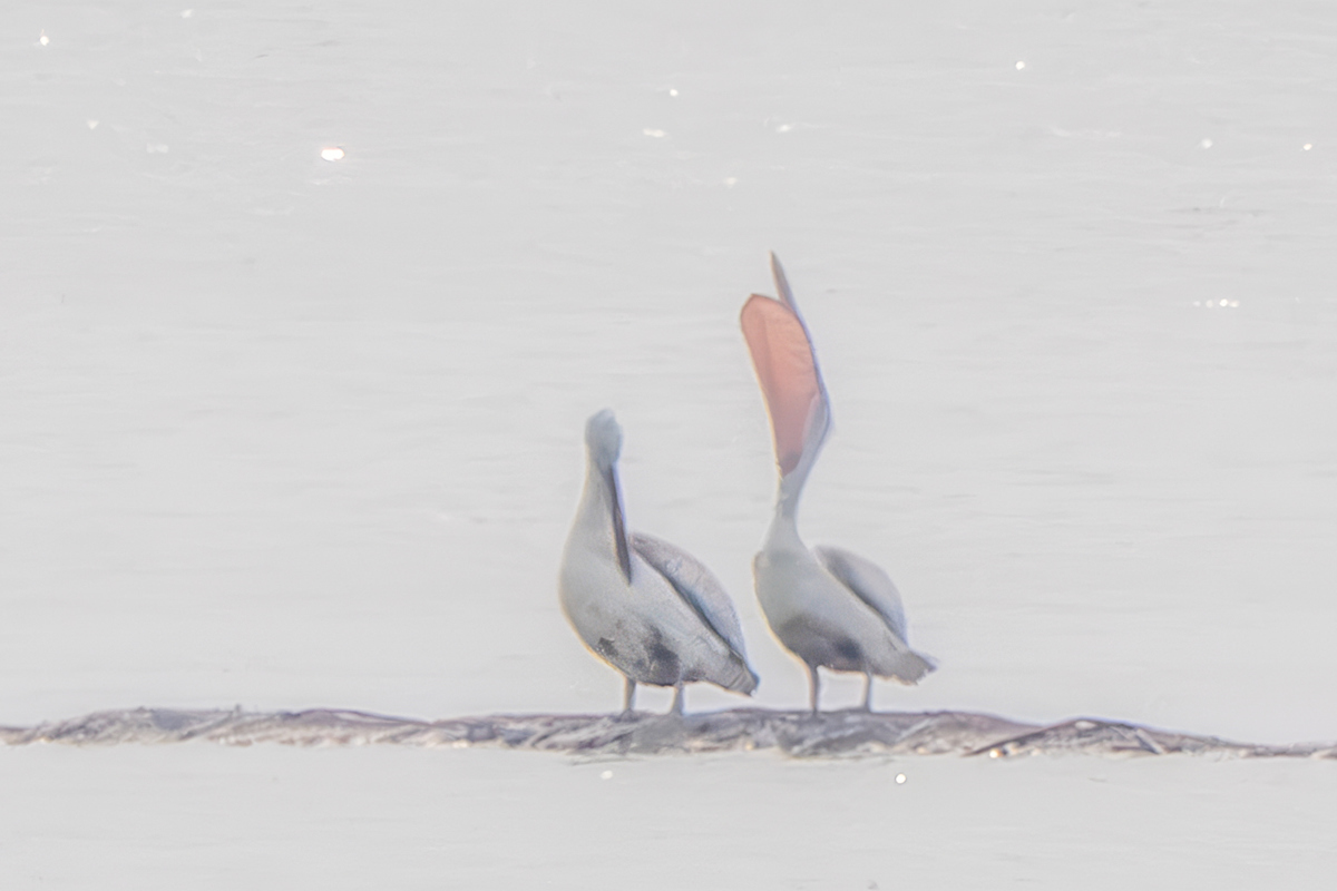 卷羽鹈鹕在沉湖休憩 高亮摄.jpg