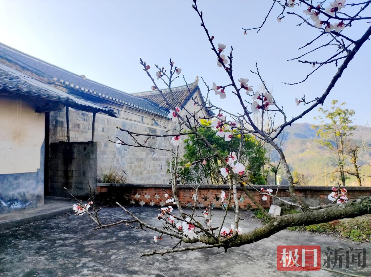 繁花掩映中的高家花屋。通讯员供图.png 繁花掩映中的高家花屋。通讯员供图.png