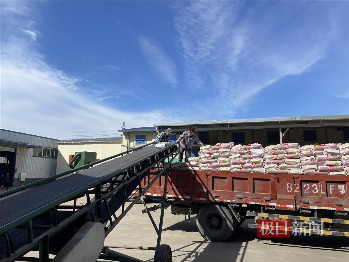 扶轮农业的工作人员正在揽收"扶麦368"准备发往经销商据了解,像姜沟村