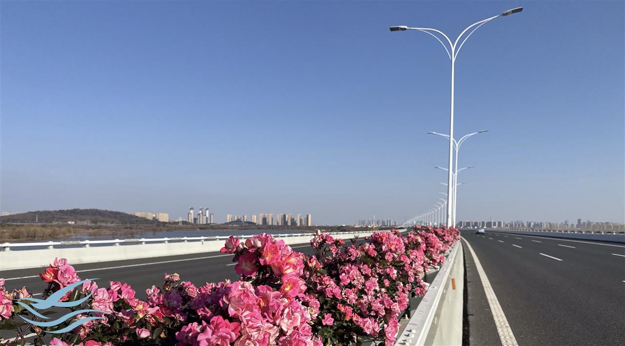 机场二高速月季.jpg