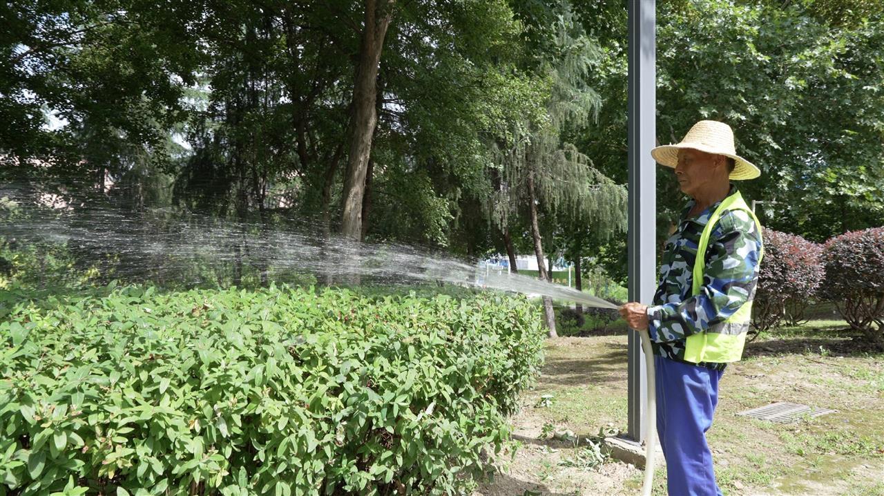 硚口城管多措并举守护城市绿荫