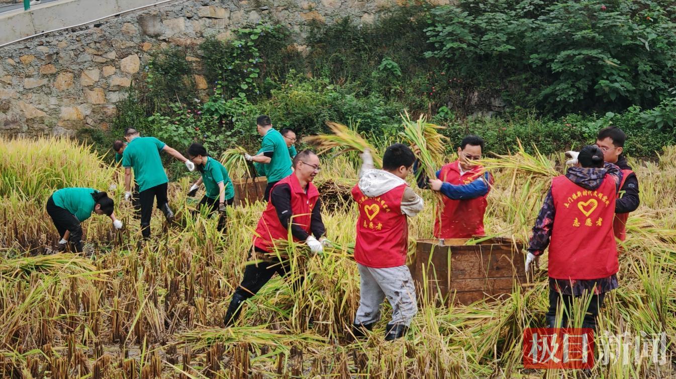 郧西县土门镇割稻谷比赛活动现场。 陈国东摄.png 郧西县土门镇割稻谷比赛活动现场。 陈国东摄.png
